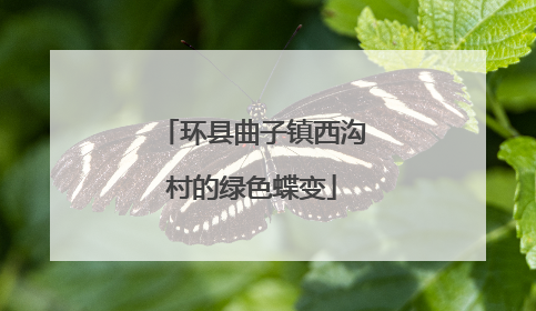 环县曲子镇西沟村的绿色蝶变