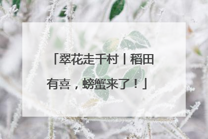 翠花走千村丨稻田有喜，螃蟹来了！