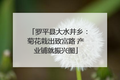 罗平县大水井乡：菊花栽出致富路 产业铺就振兴图