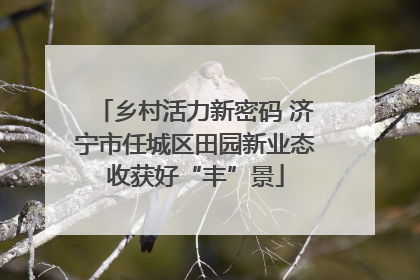 乡村活力新密码 济宁市任城区田园新业态收获好“丰”景