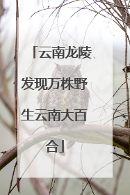 云南龙陵发现万株野生云南大百合