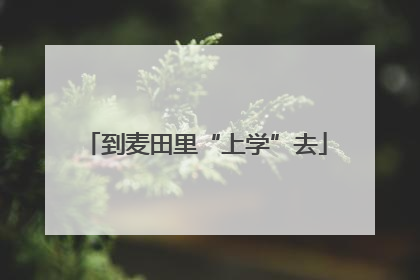 到麦田里“上学”去