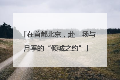 在首都北京，赴一场与月季的“倾城之约”
