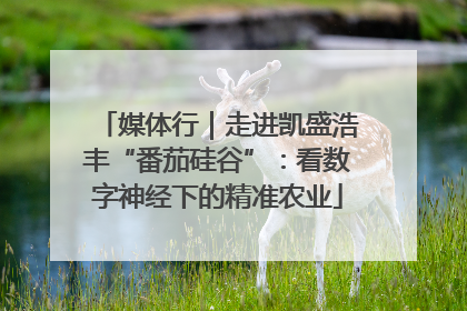 媒体行｜走进凯盛浩丰“番茄硅谷”：看数字神经下的精准农业