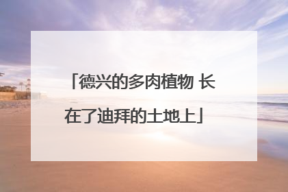 德兴的多肉植物 长在了迪拜的土地上