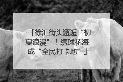 徐汇街头邂逅“初夏浪漫”！绣球花海成“全民打卡地”