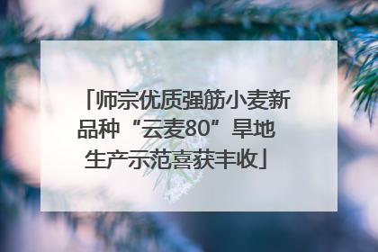 师宗优质强筋小麦新品种“云麦80”旱地生产示范喜获丰收