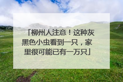柳州人注意！这种灰黑色小虫看到一只，家里很可能已有一万只