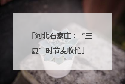 河北石家庄：“三夏”时节麦收忙