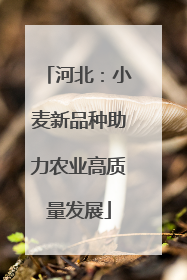 河北：小麦新品种助力农业高质量发展