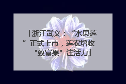 浙江武义：“水果莲”正式上市，莲农增收“致富果”注活力