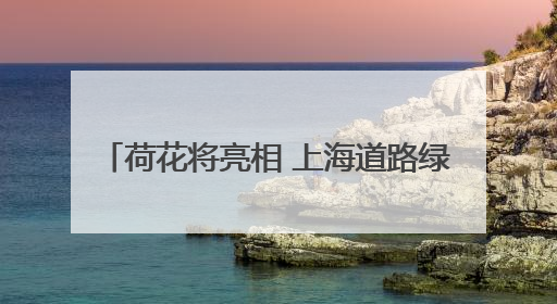 荷花将亮相 上海道路绿化next level