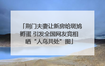 荆门夫妻让新房给斑鸠孵蛋 引发全国网友竞相晒“人鸟共处”图