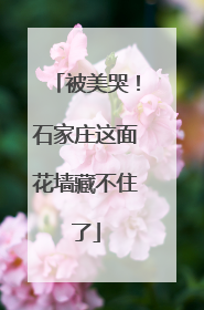被美哭！石家庄这面花墙藏不住了