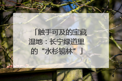 触手可及的宝藏湿地：长宁绿道里的“水杉镜林”