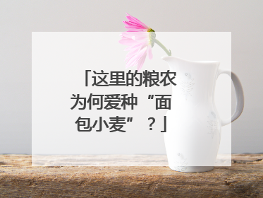 这里的粮农为何爱种“面包小麦”？