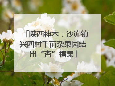 陕西神木：沙峁镇兴四村千亩杂果园结出“杏”福果