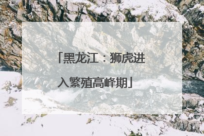 黑龙江：狮虎进入繁殖高峰期